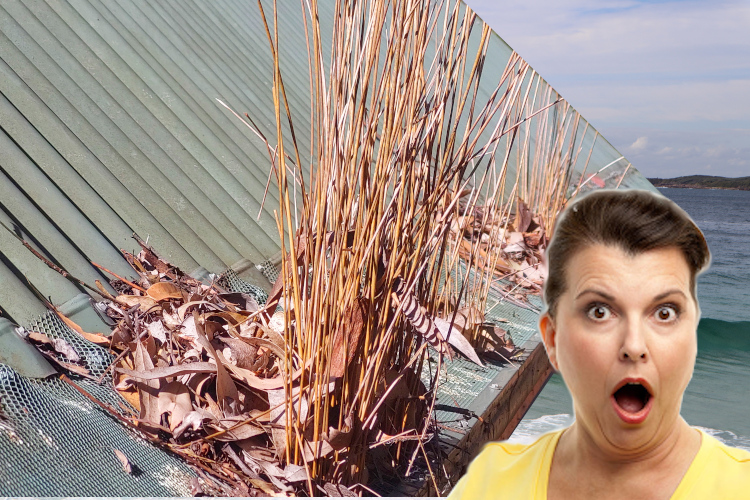 
portstephens Woman`s Startled Reaction to Plants Emerging from Gutter Guards